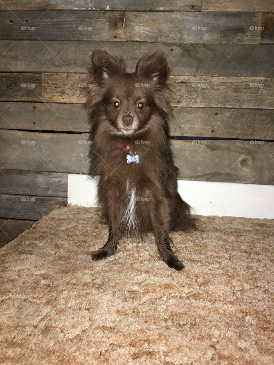 Brown Pomeranian posing for a photo 