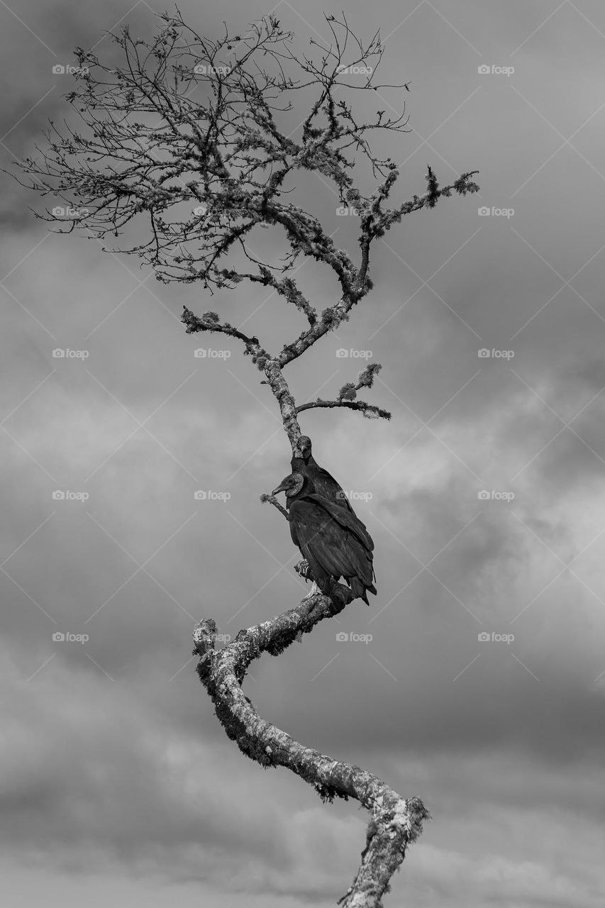 two vultures waiting for someone's death