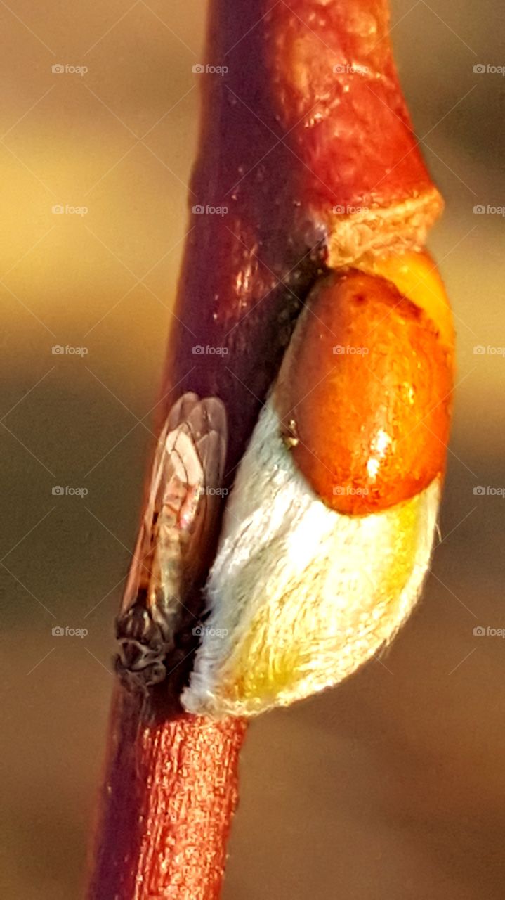 An insect on a twig.