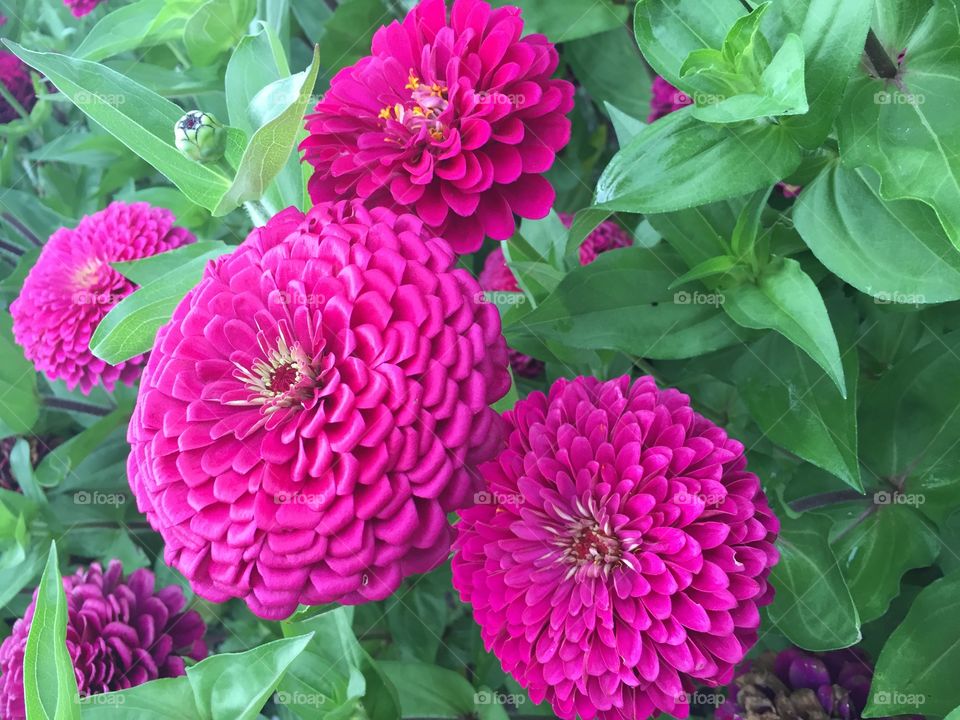 Pink chrysanthemums in bloom