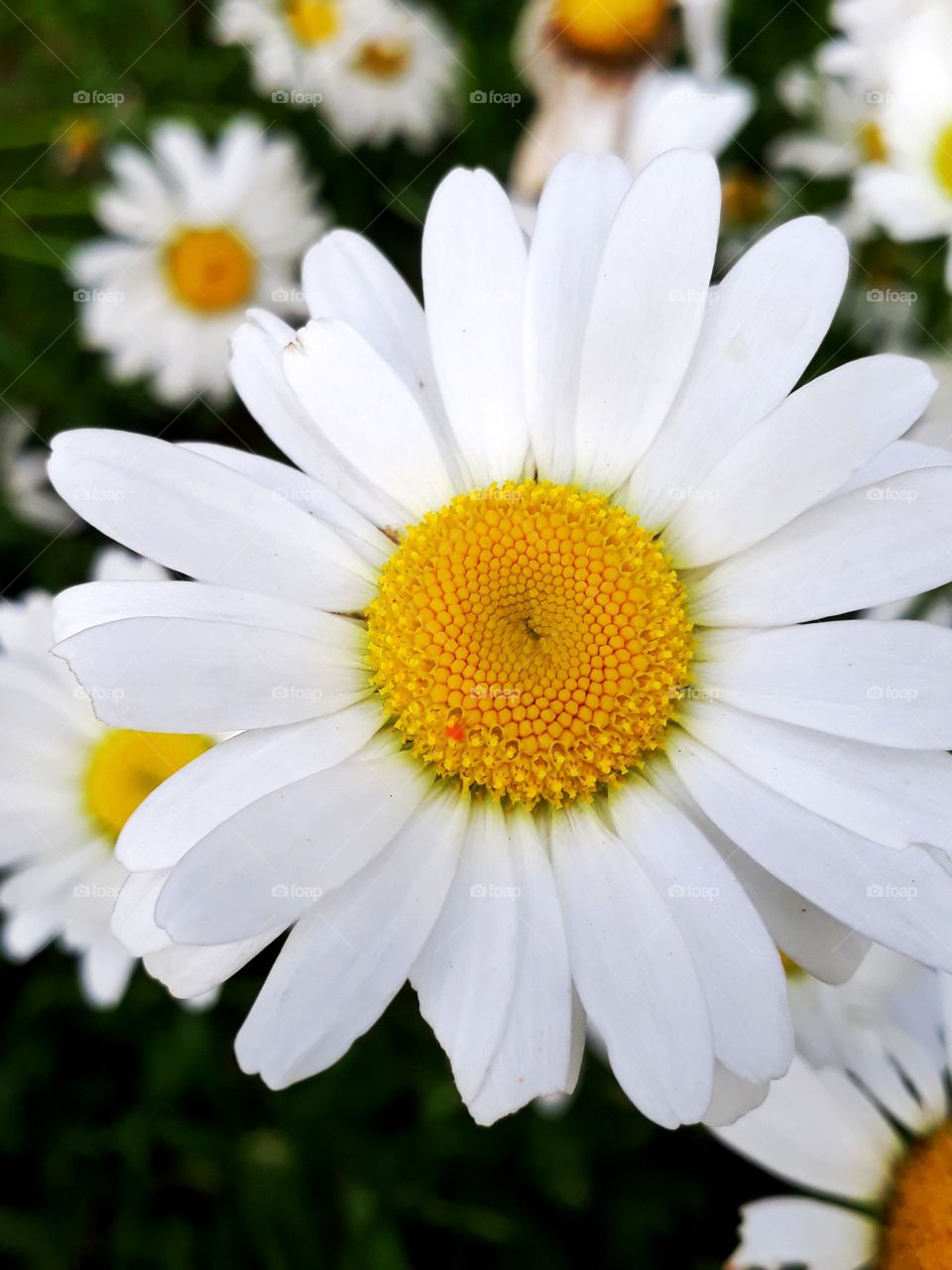 Daisy flower in full bloom. in Manipur, India.