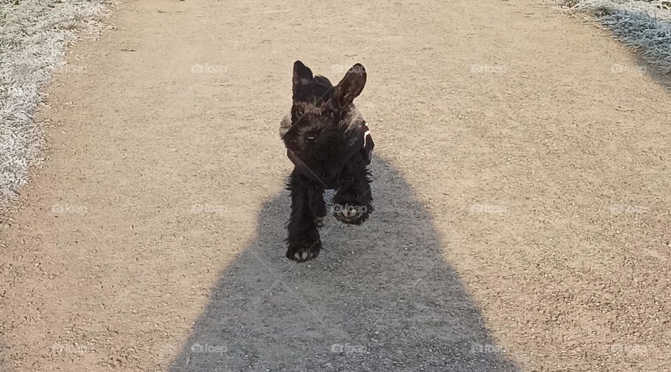 minischnauzerpuppy