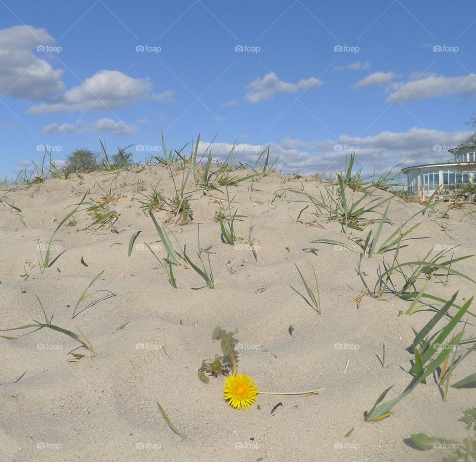 Strand blume sand gras himmel sommer