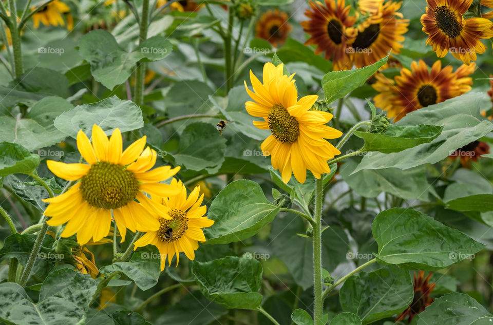 sunflowers bees and bumblebees