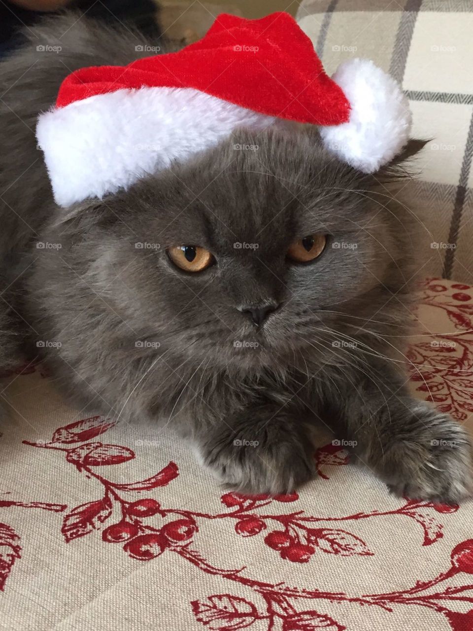 Grumpy Christmas cat