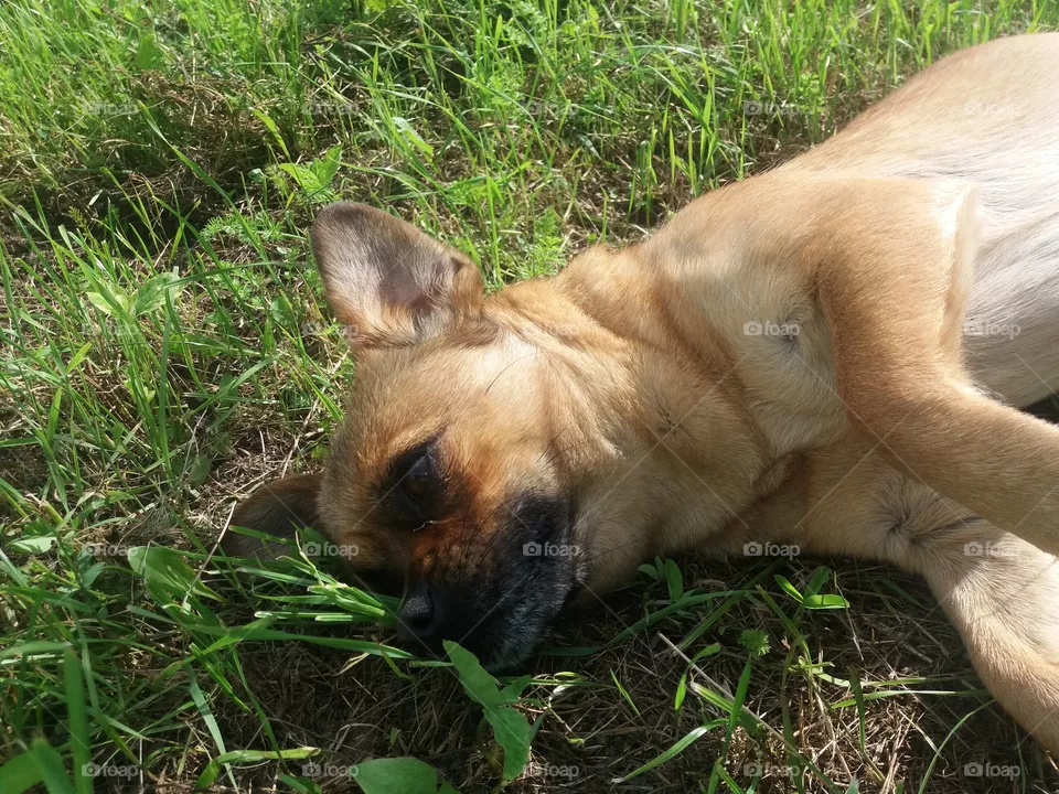 Dog