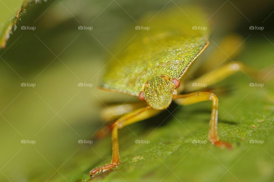 Close-Up of a shield bug
