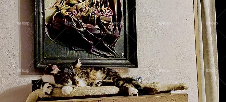 This kitty is blissfully asleep and probably purring loudly as he is laying there on his pillow beneath a floral painting in a beautiful house somewhere in rural „Bavaria“, Germany. 2023. Hypnotic Productions