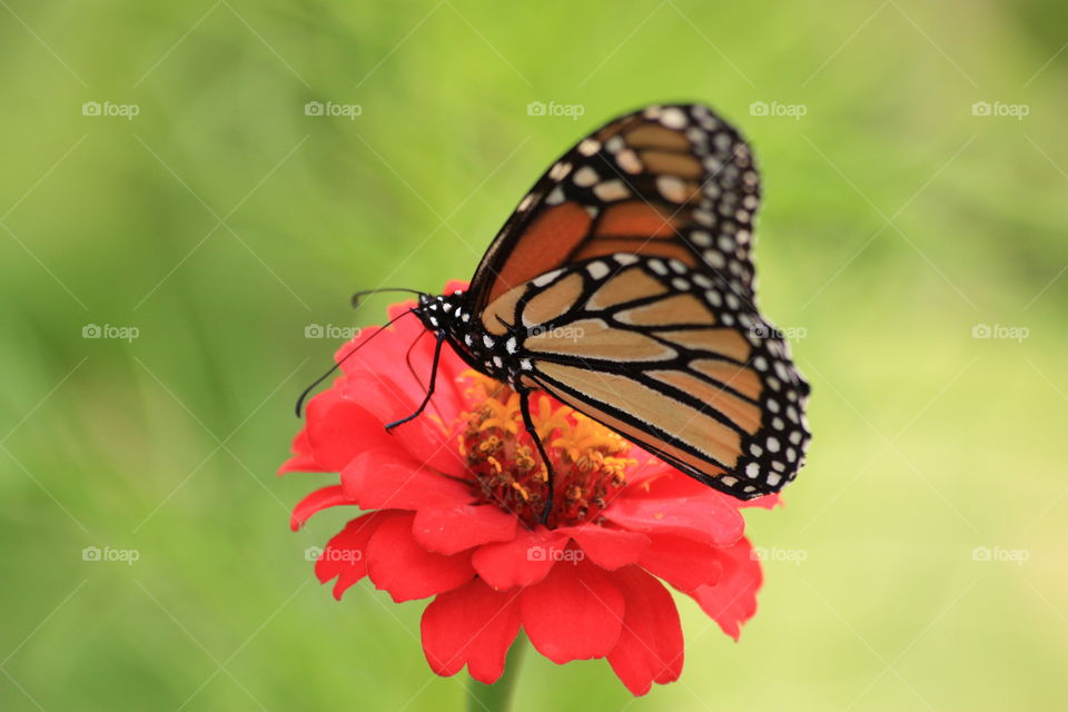 monarch on red