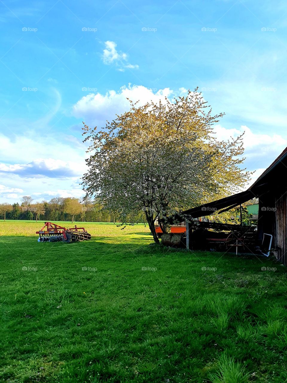 green meadow with a fruit tree in blossom on a farm