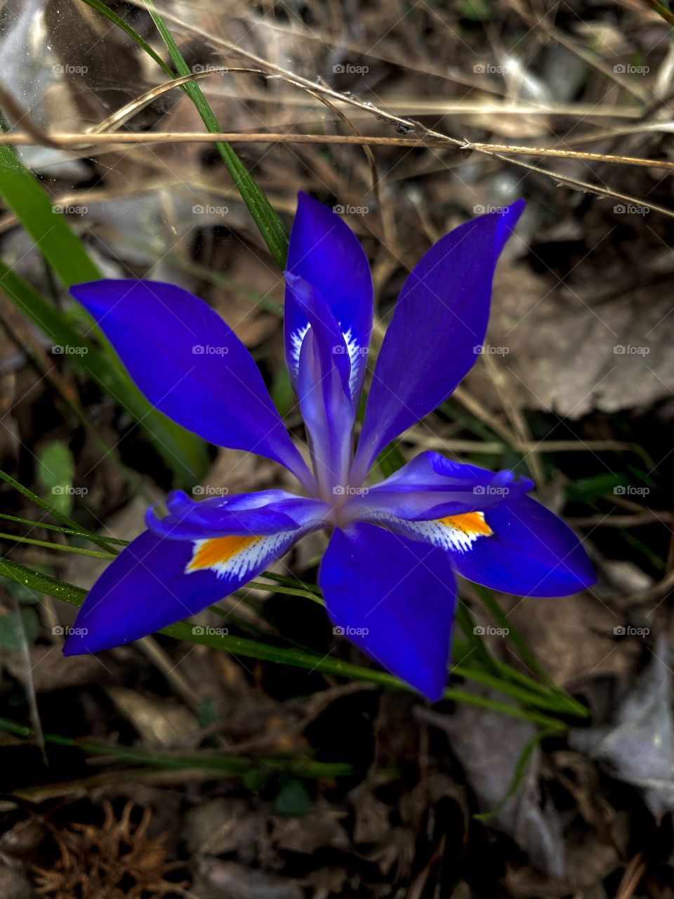 Dwarf Iris