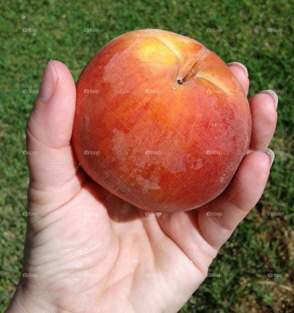 Fruit, Food, Apple, No Person, Fall