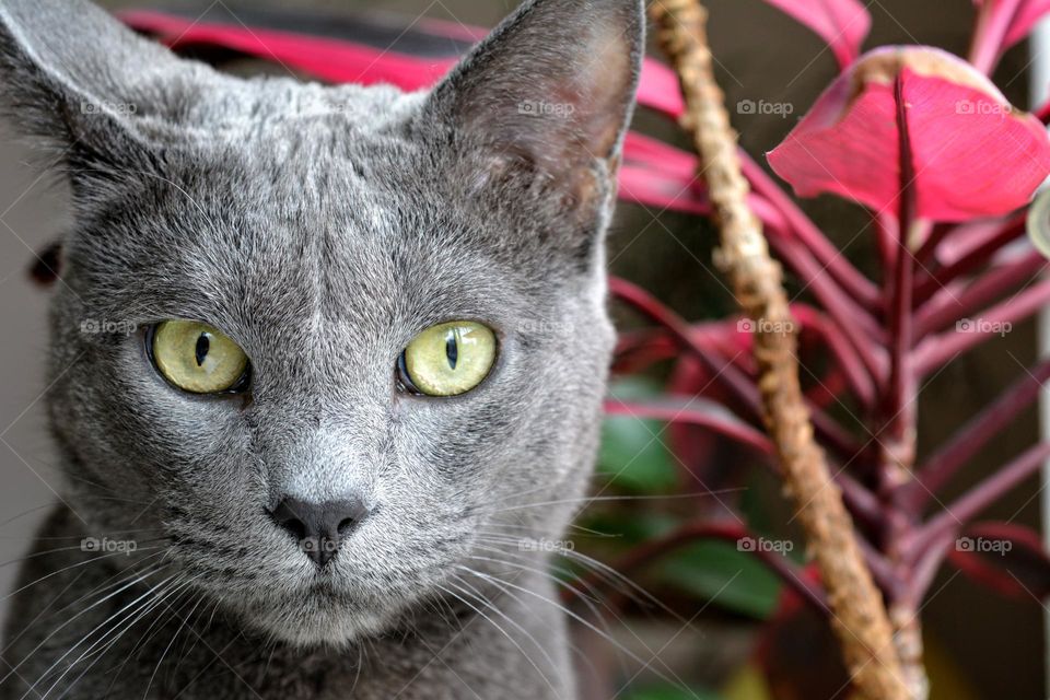 purebred russian blue cat beautiful portrait