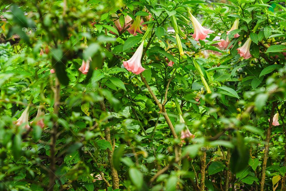 Capturing the chaotic yet beautiful blooming of bell flowers.