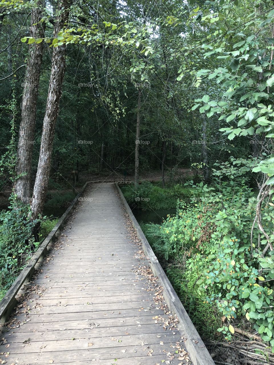 Boardwalk through a swampy forest nature park.