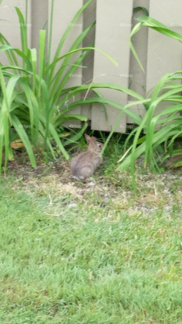 baby bunny