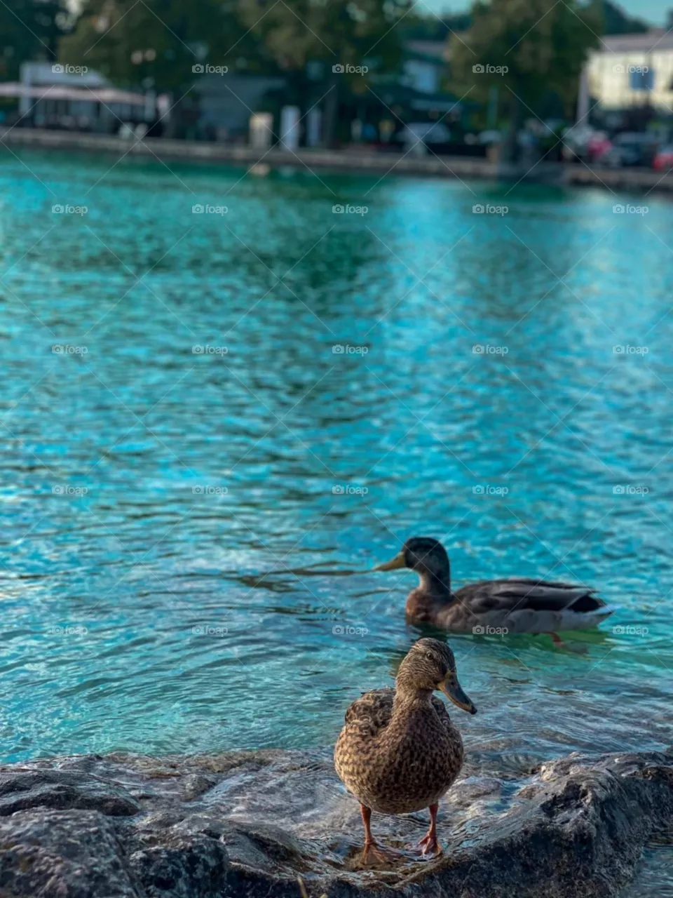 Wild ducks