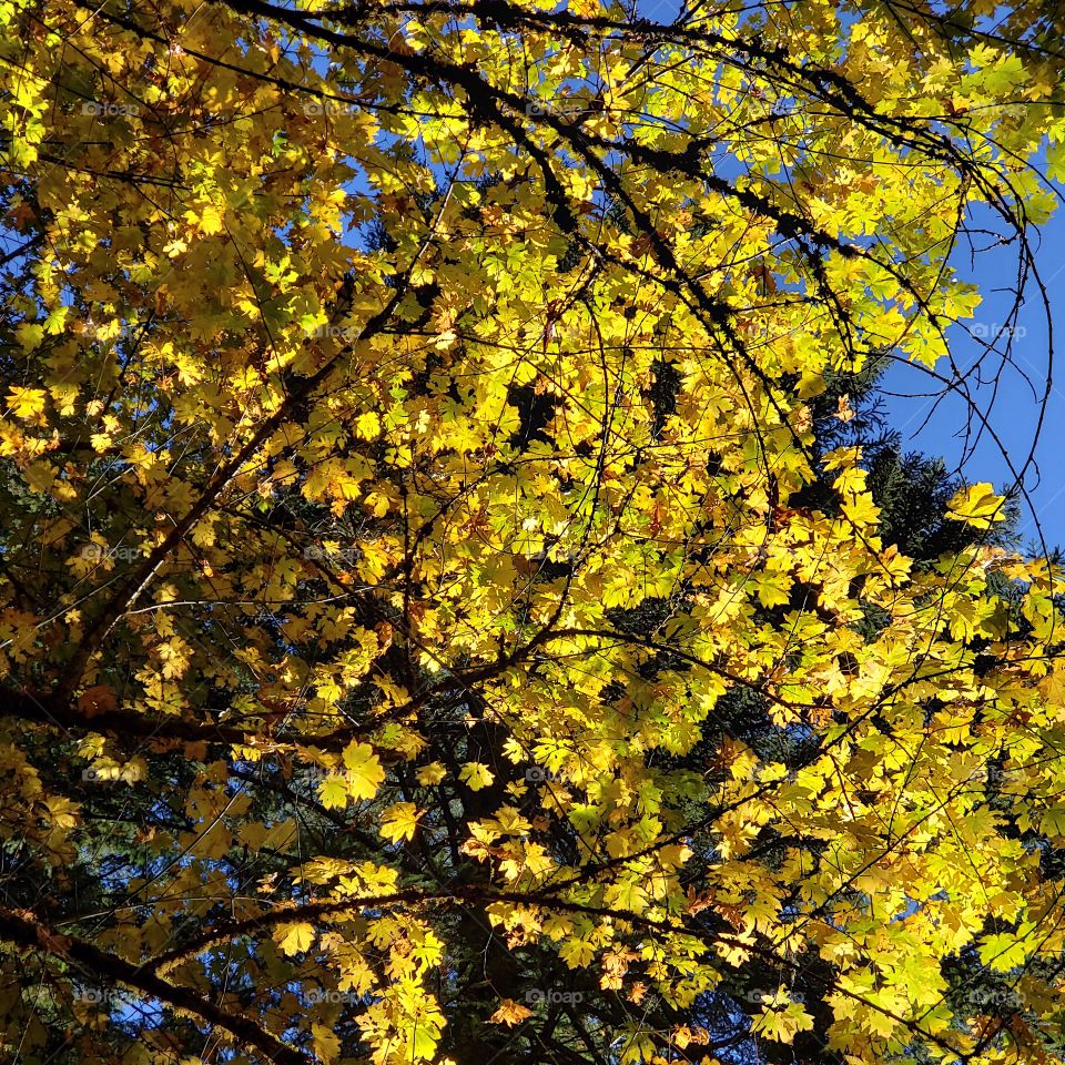 Stunning gold and yellow leaves in their fall colors brightly illuminated from the sun contrasted against a beautiful clear blue sky. 