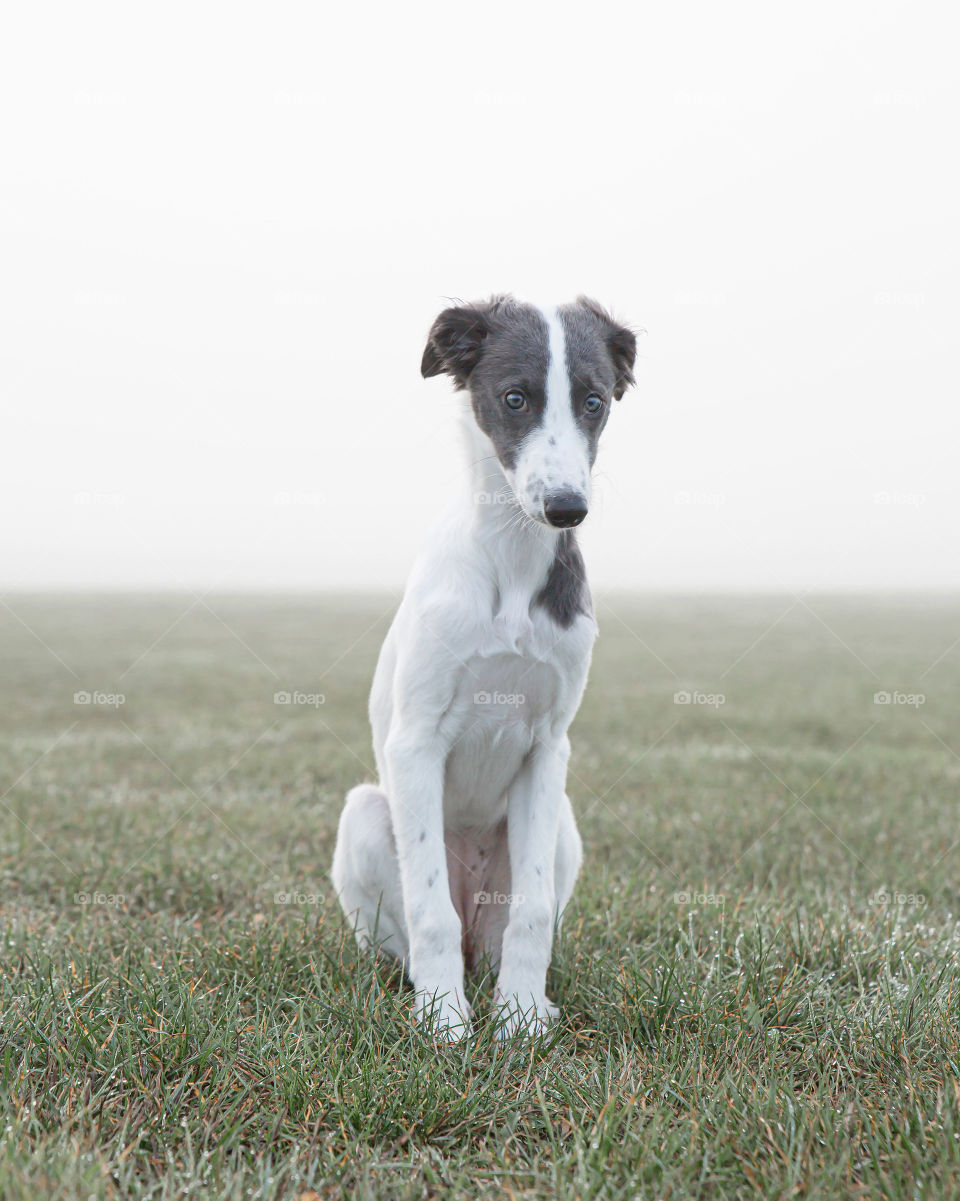 Shy and beautiful little Windsprite puppy with white and blue plates sitting on the grass in the fog 