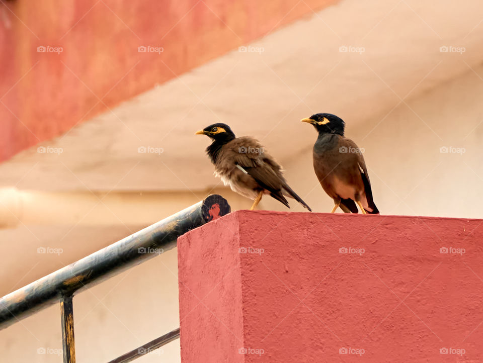 Bird photography - Indian Mynaa - Single leg - scouting environment