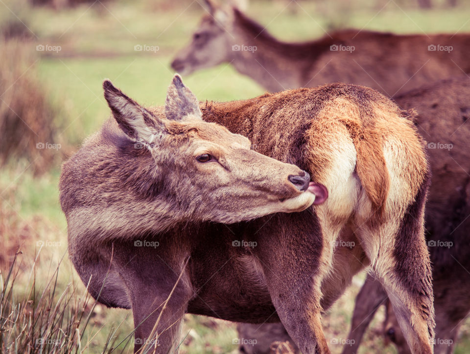 A beautiful deer in the park. Richmond park in London. Sweet animal portrait.