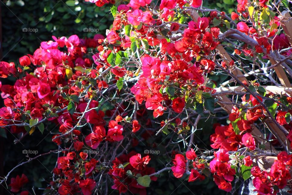 Bougainvillea In Bloom