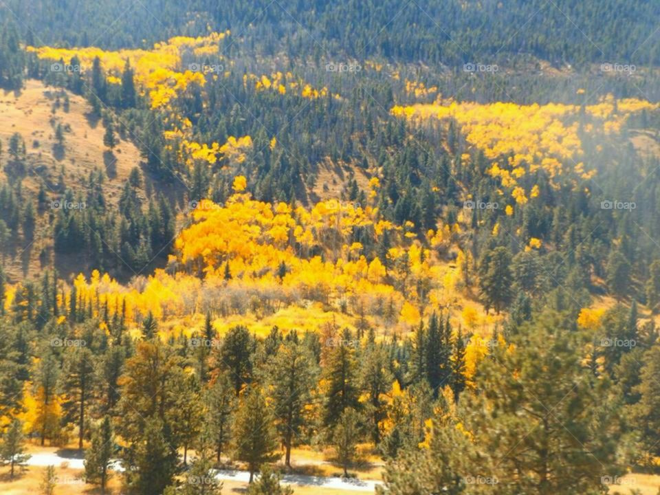 View of forest with autumn