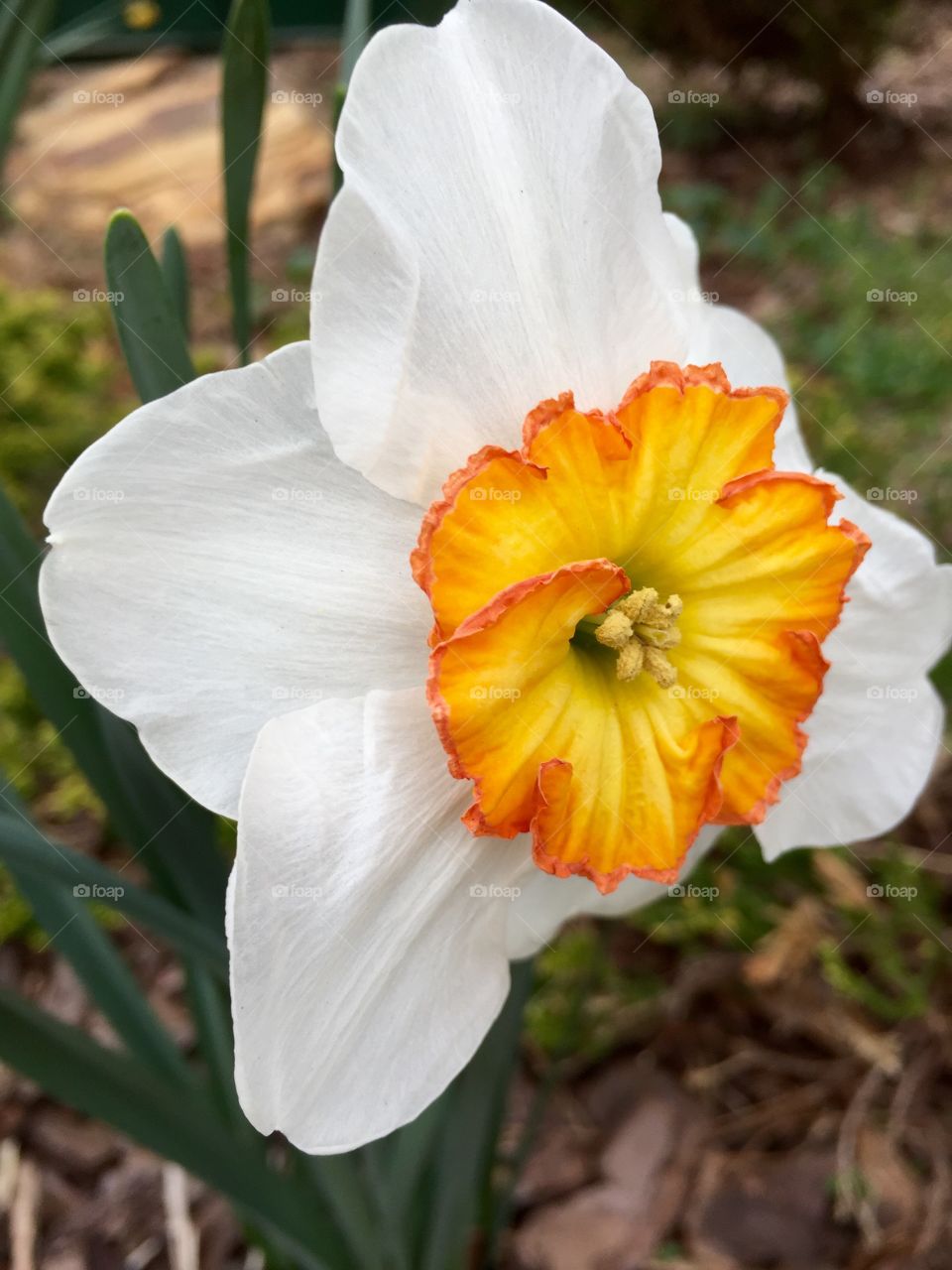 Narcissus bright face