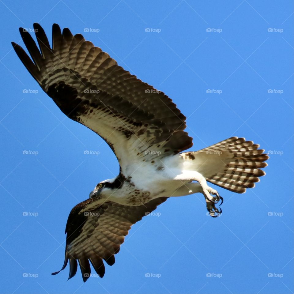Mature osprey flies through clear blue sky on a warm summer day, talons out and on the hunt
