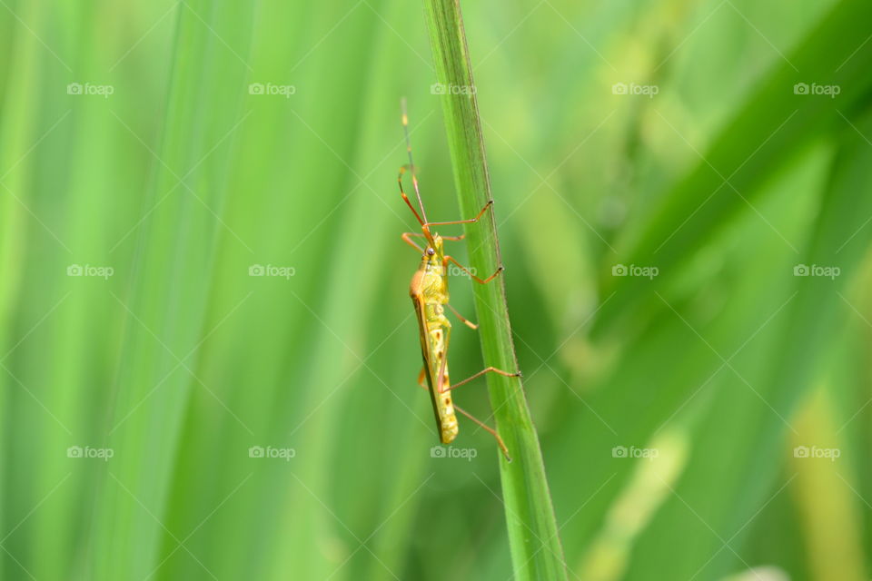 insects in paddy fields
