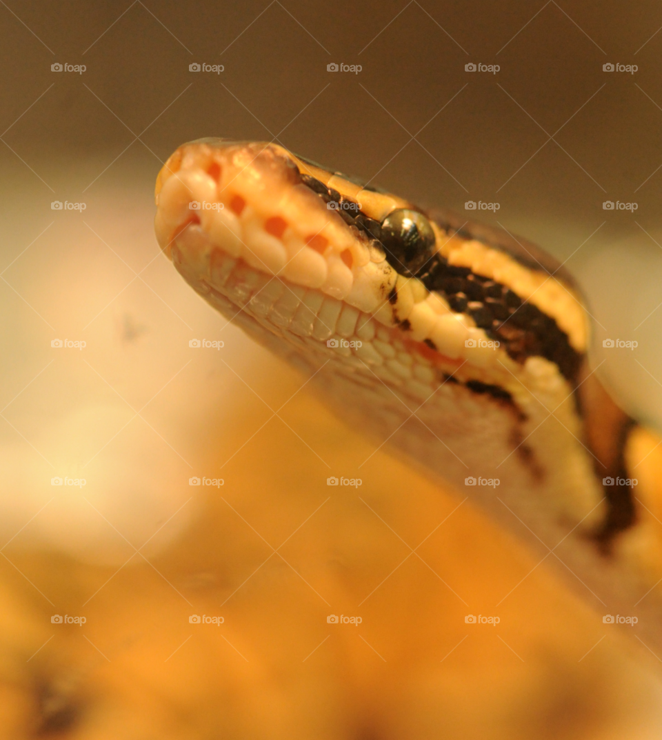 snake snake head by lightanddrawing