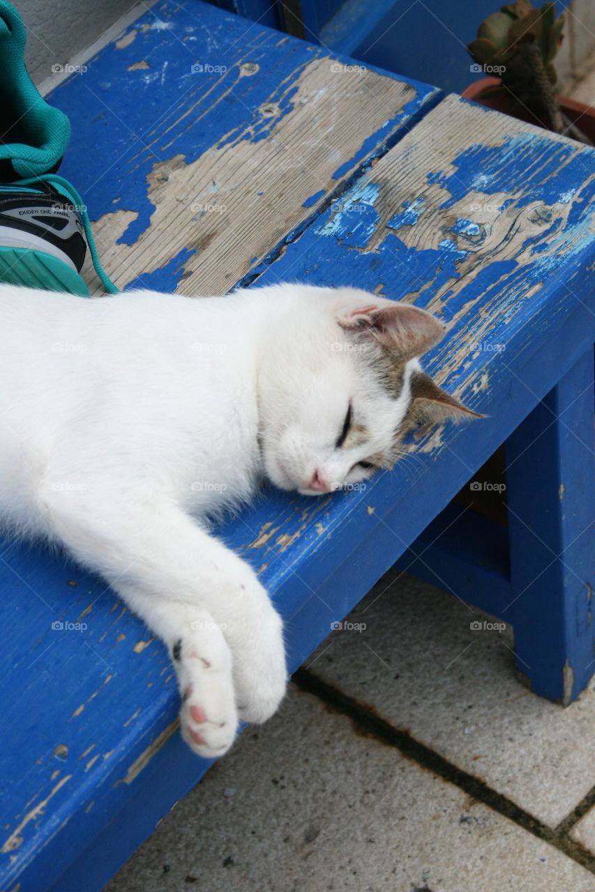 sleeping cat