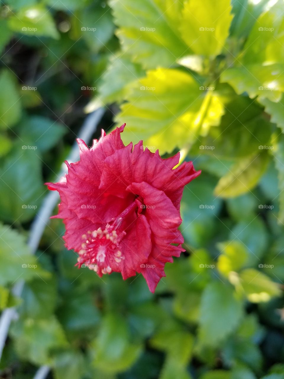Nature, Leaf, Flora, No Person, Flower