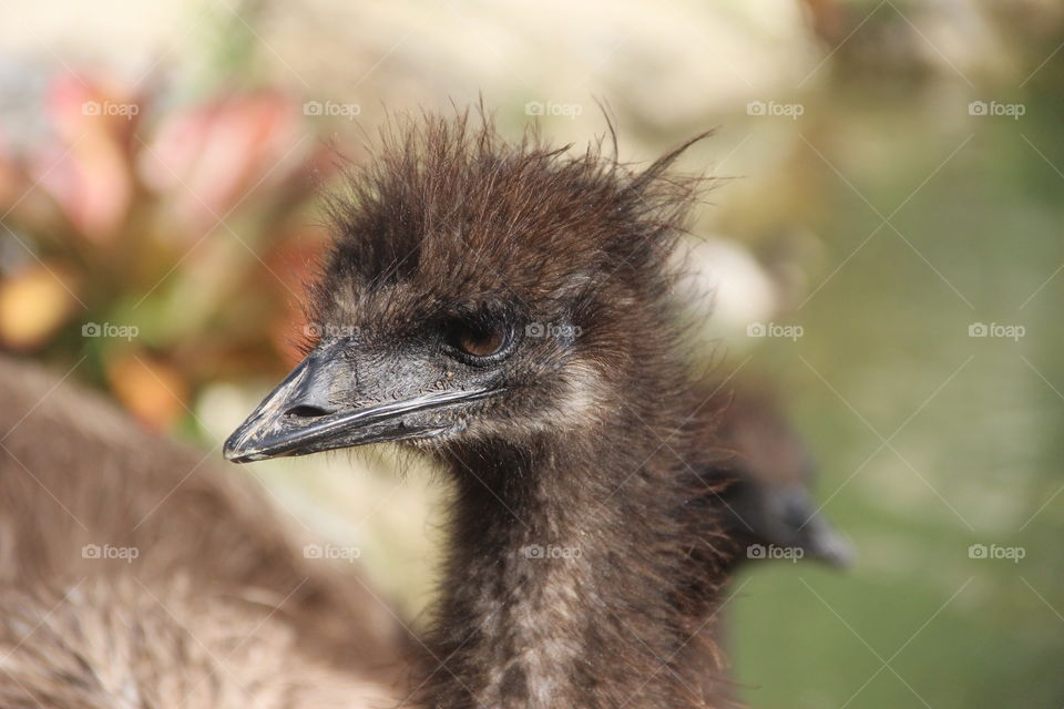 Close-up of Emu head