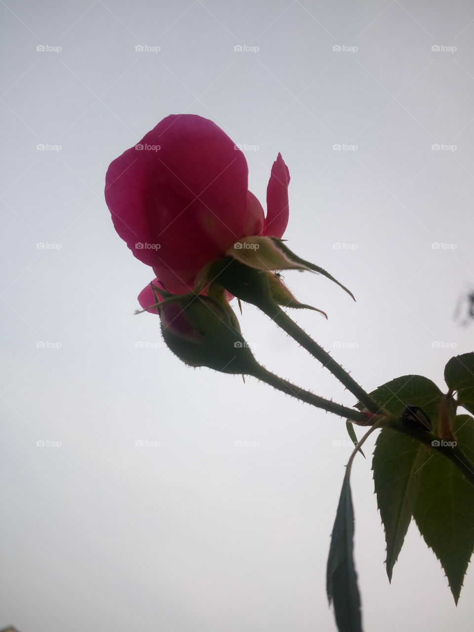 the most beautiful flower