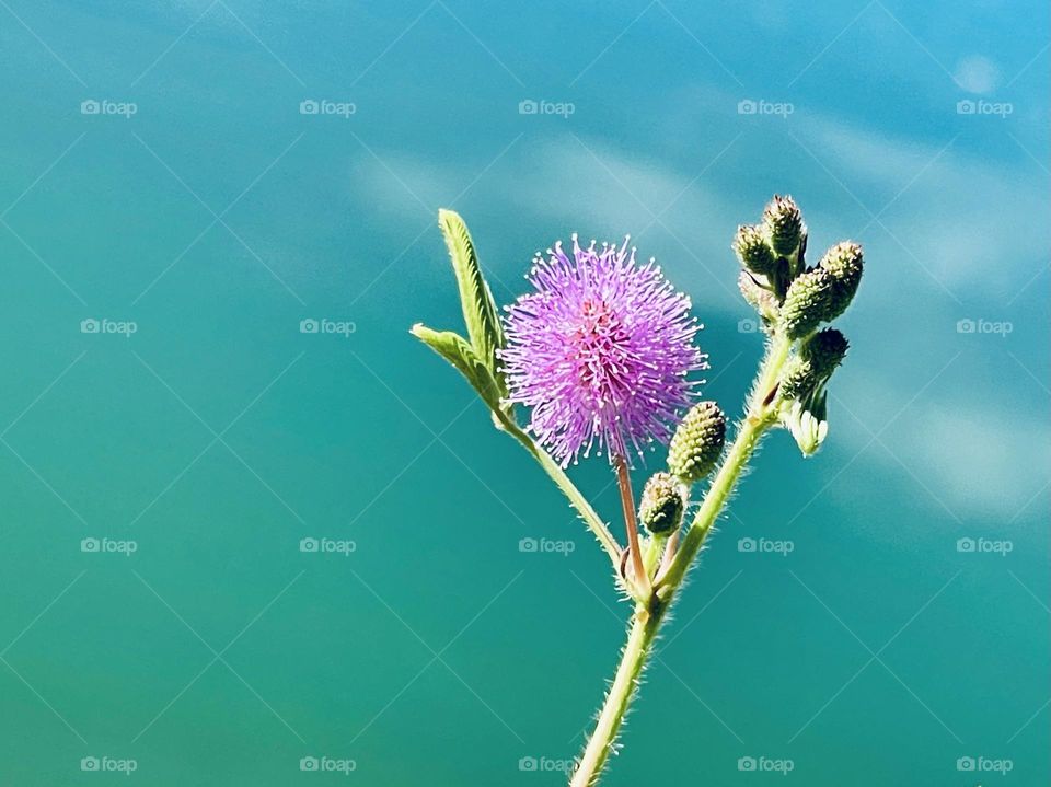 Tiny flower along the lake