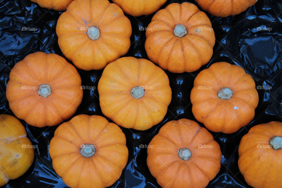 Arrangement of pumpkin