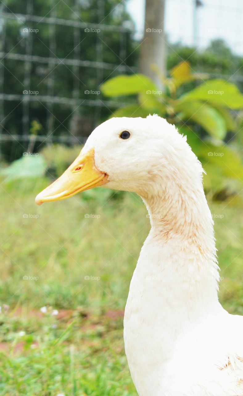 kuwak kuwak..kuwak..