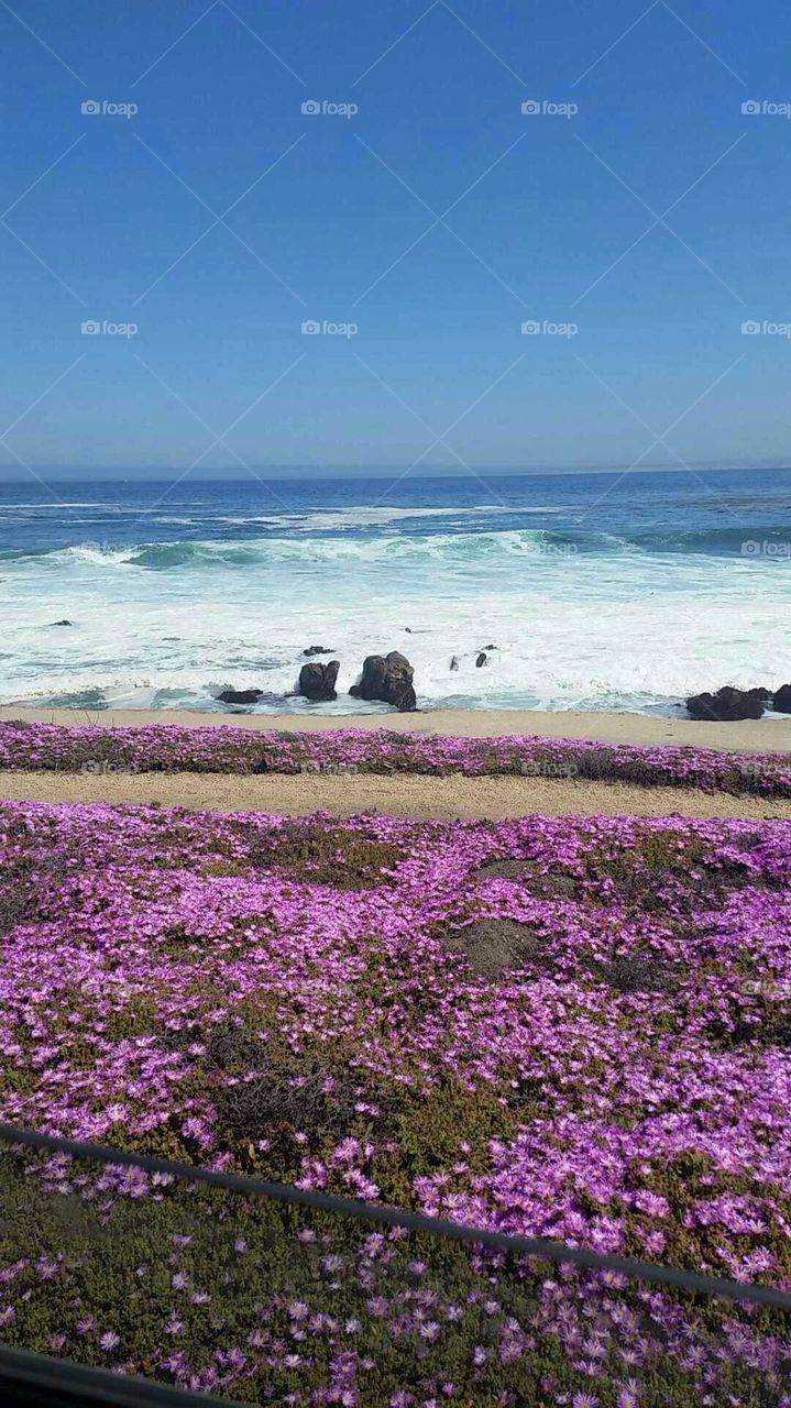 purple flowers by the ocean