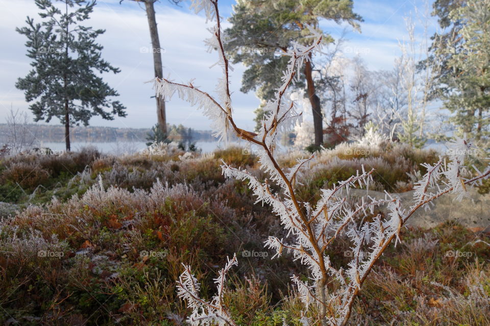 Scenic view of nature in winter