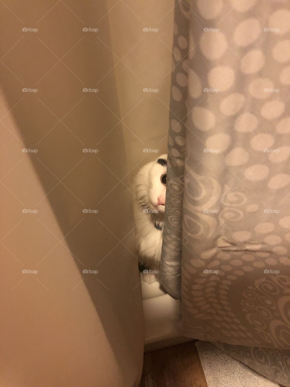 Peeping Tomcat 