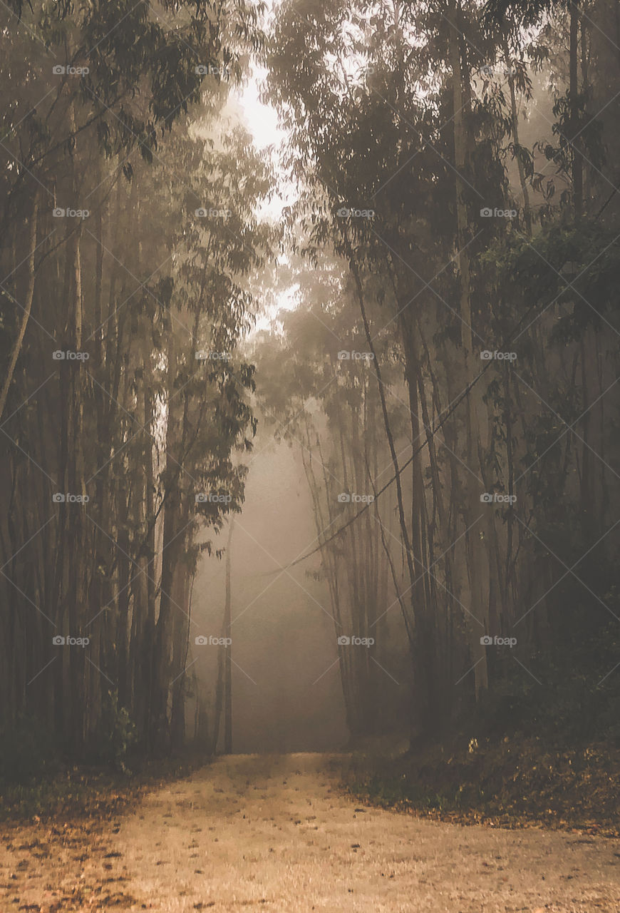 A logging road cuts through a eucalyptus forest on a dark and misty morning, central Portugal.