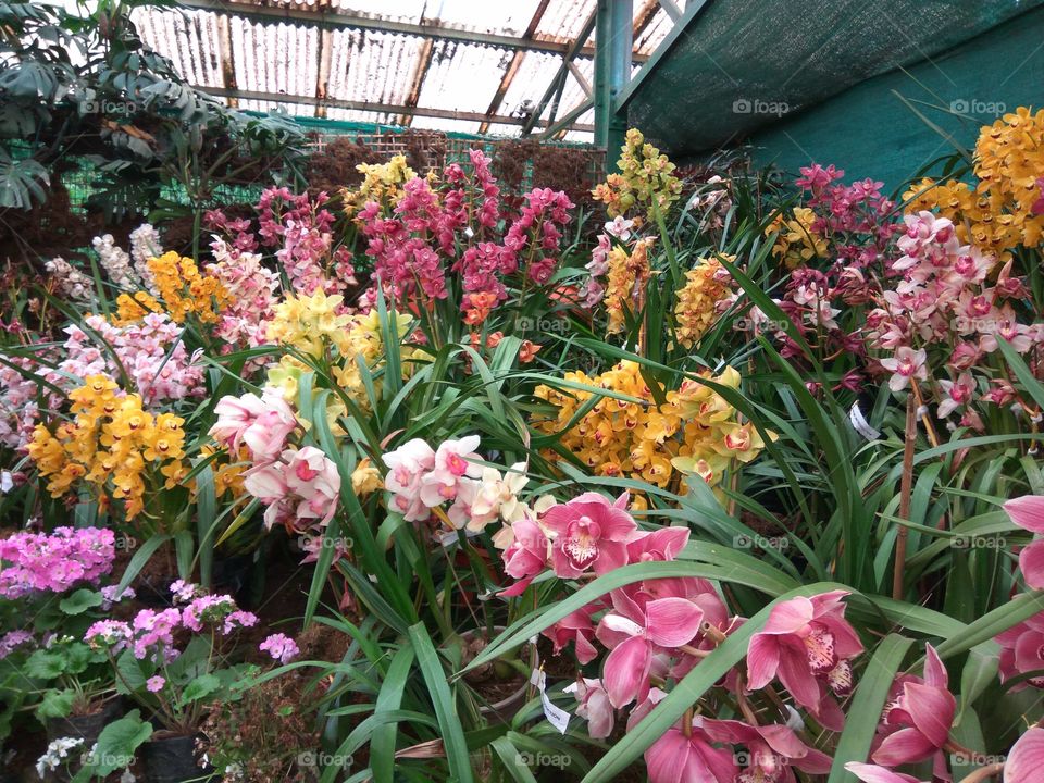 Orchids Garden