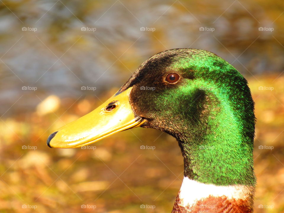 duck