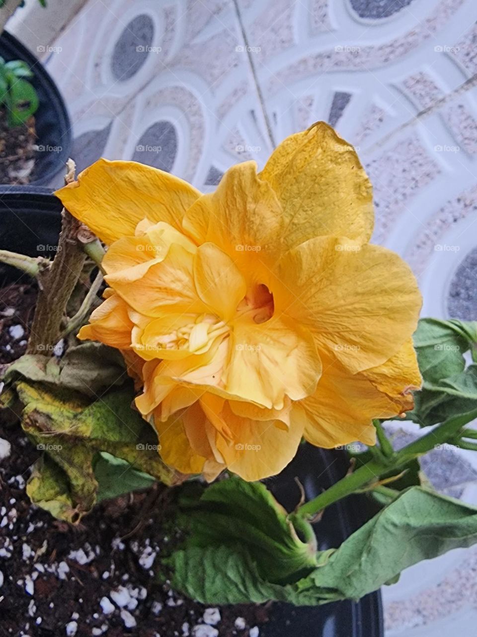 orange peach hibiscus
