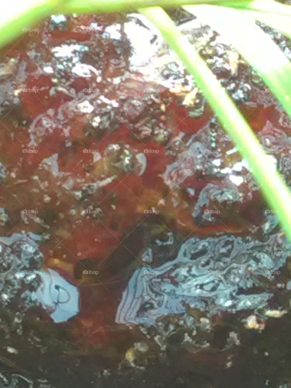 Dried gum hanging from four trees