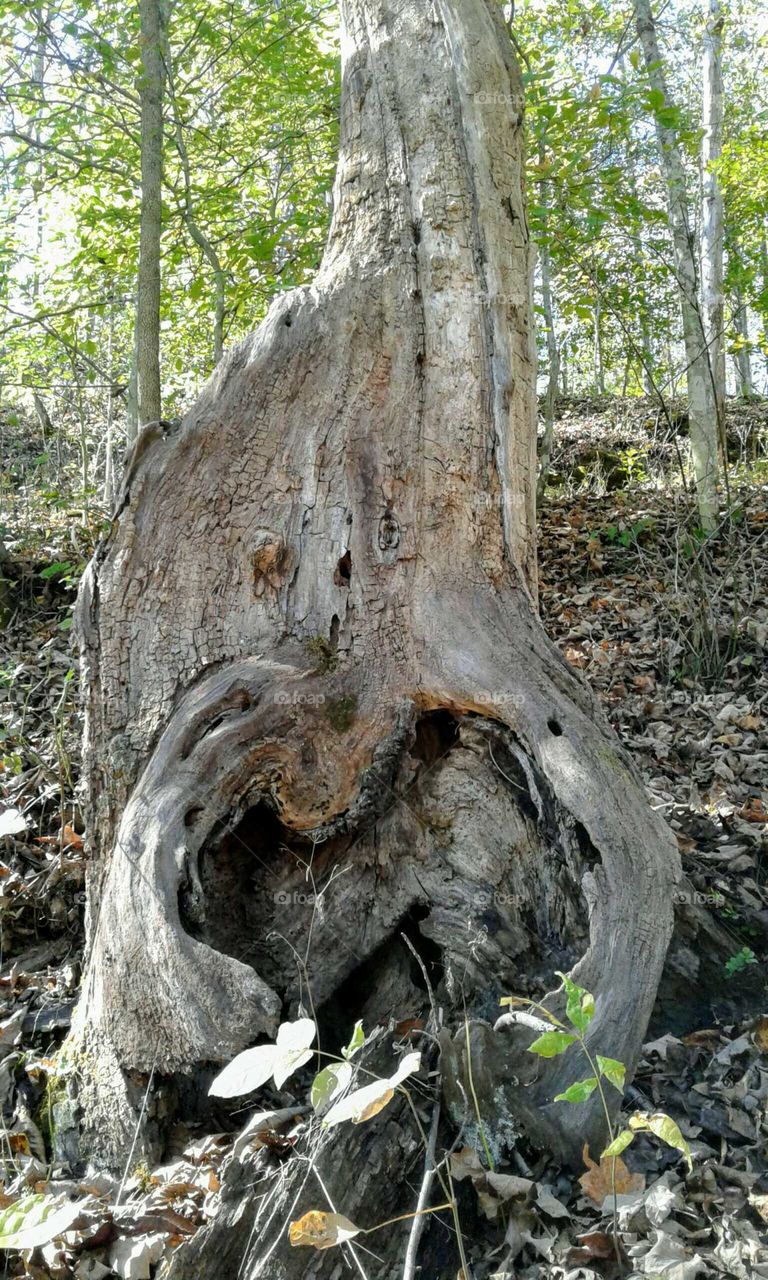 Old Tree Stump