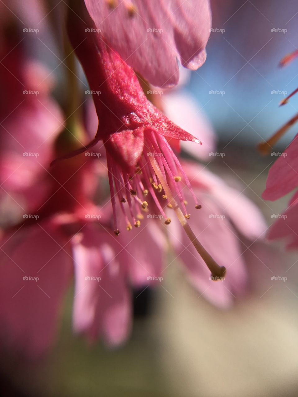 Dark pink flower closeup