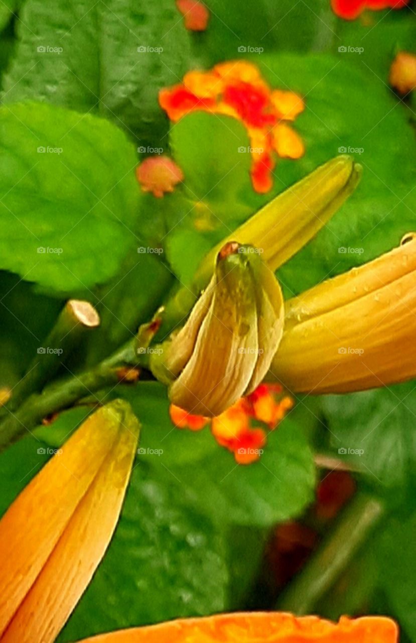 Daylily buds with orange and yellow Lantana in background