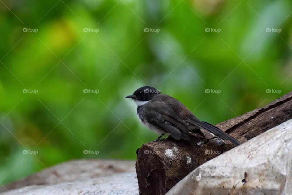 Bird